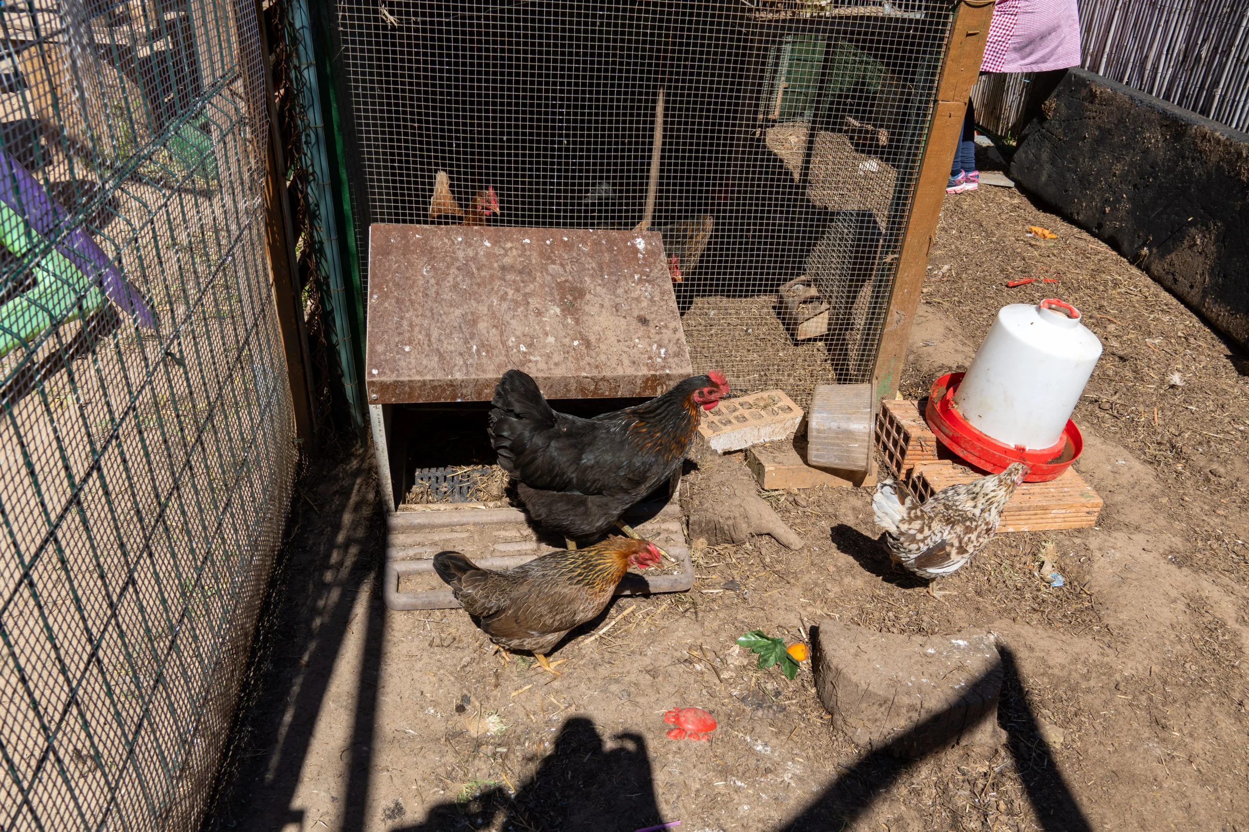 gallineroniñoscongallinas